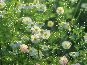 野花韩国视频观看免费高清版 野花韩国视频高清免费版在线观看