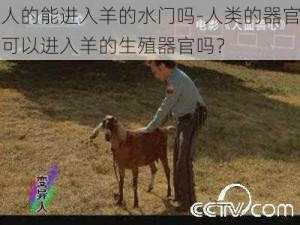 人的能进入羊的水门吗-人类的器官可以进入羊的生殖器官吗？