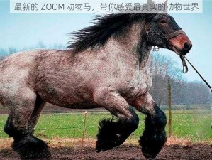 最新的 ZOOM 动物马，带你感受最真实的动物世界