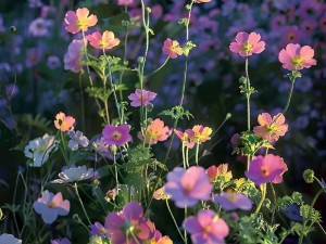 野花日韩_野花日韩，别样的美丽风情