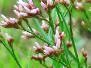 野花韩国高清免费神马百度(野花韩国高清免费神马百度，野花视频在线观看，无需注册登录)