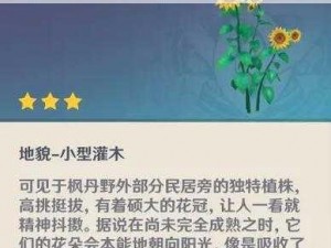 原神洞天摆设艺术：细致解析放置方法与技巧指南