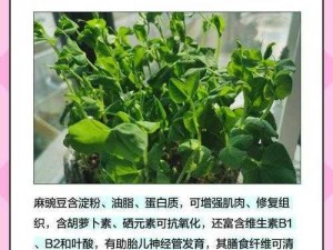 麻豆是什么意思-麻豆是什么意思？