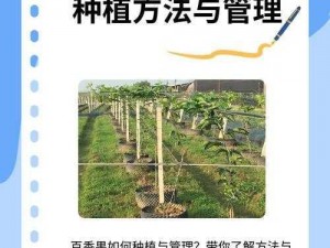 以奶块百香果种植方法为核心，土地中心设水缸的独特农艺——探索与实践