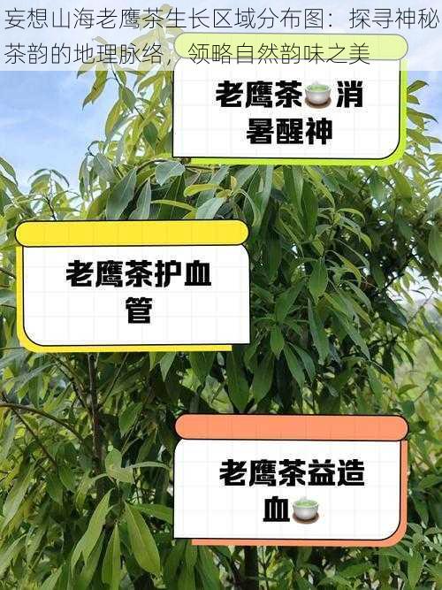 妄想山海老鹰茶生长区域分布图：探寻神秘茶韵的地理脉络，领略自然韵味之美