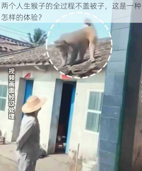 两个人生猴子的全过程不盖被子，这是一种怎样的体验？