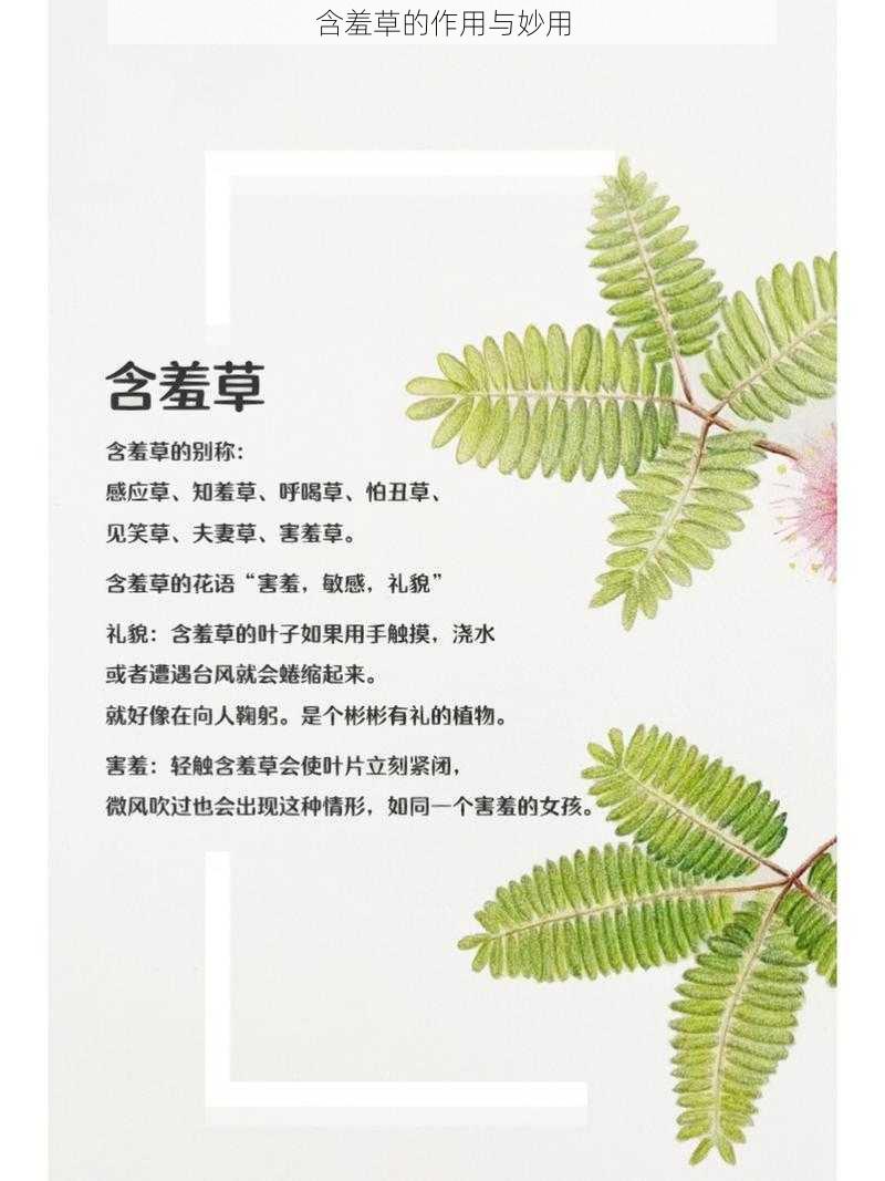 含羞草的作用与妙用