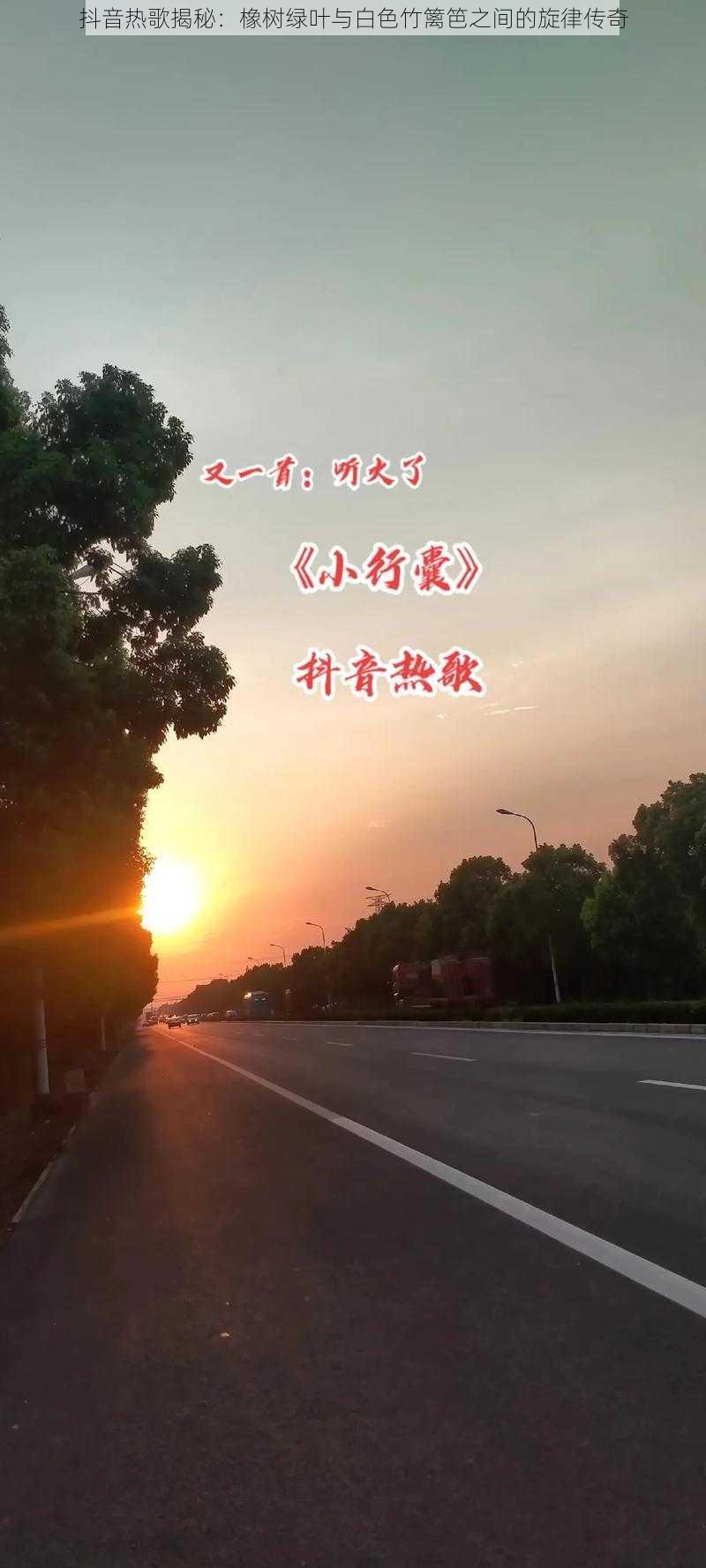 抖音热歌揭秘：橡树绿叶与白色竹篱笆之间的旋律传奇