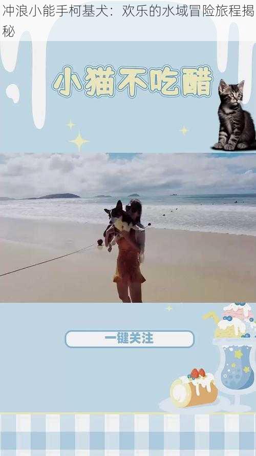 冲浪小能手柯基犬：欢乐的水域冒险旅程揭秘