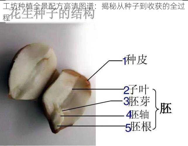 工坊种植全景配方高清图谱：揭秘从种子到收获的全过程