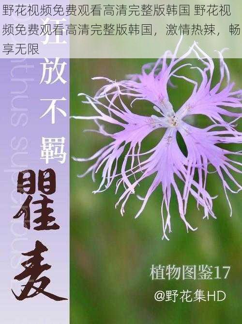 野花视频免费观看高清完整版韩国 野花视频免费观看高清完整版韩国，激情热辣，畅享无限