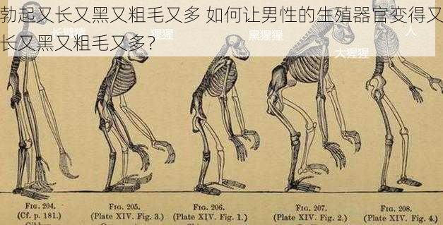 勃起又长又黑又粗毛又多 如何让男性的生殖器官变得又长又黑又粗毛又多？