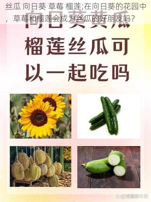 丝瓜 向日葵 草莓 榴莲;在向日葵的花园中，草莓和榴莲会成为丝瓜的好朋友吗？